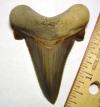 Auriculatus Shark Tooth
